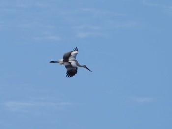 2023年9月3日(日) 東京港野鳥公園の野鳥観察記録