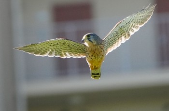 2023年9月3日(日) 淀川河川敷の野鳥観察記録