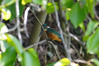 2023年9月3日(日) 茶臼山の野鳥観察記録