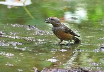 2023年9月3日(日) 河口湖の野鳥観察記録