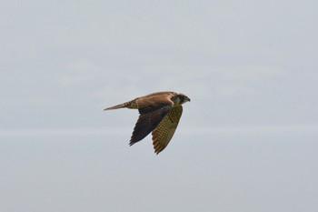 Peregrine Falcon 地球岬 Sat, 8/18/2018