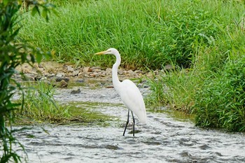 ダイサギ 竹村新池公園(豊田市) 2023年9月3日(日)