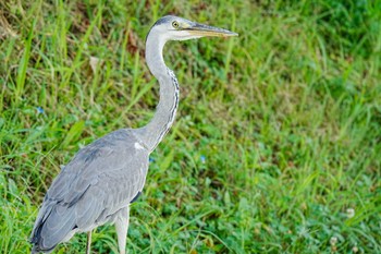 アオサギ 竹村新池公園(豊田市) 2023年9月3日(日)