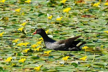 バン 竹村新池公園(豊田市) 2023年9月3日(日)