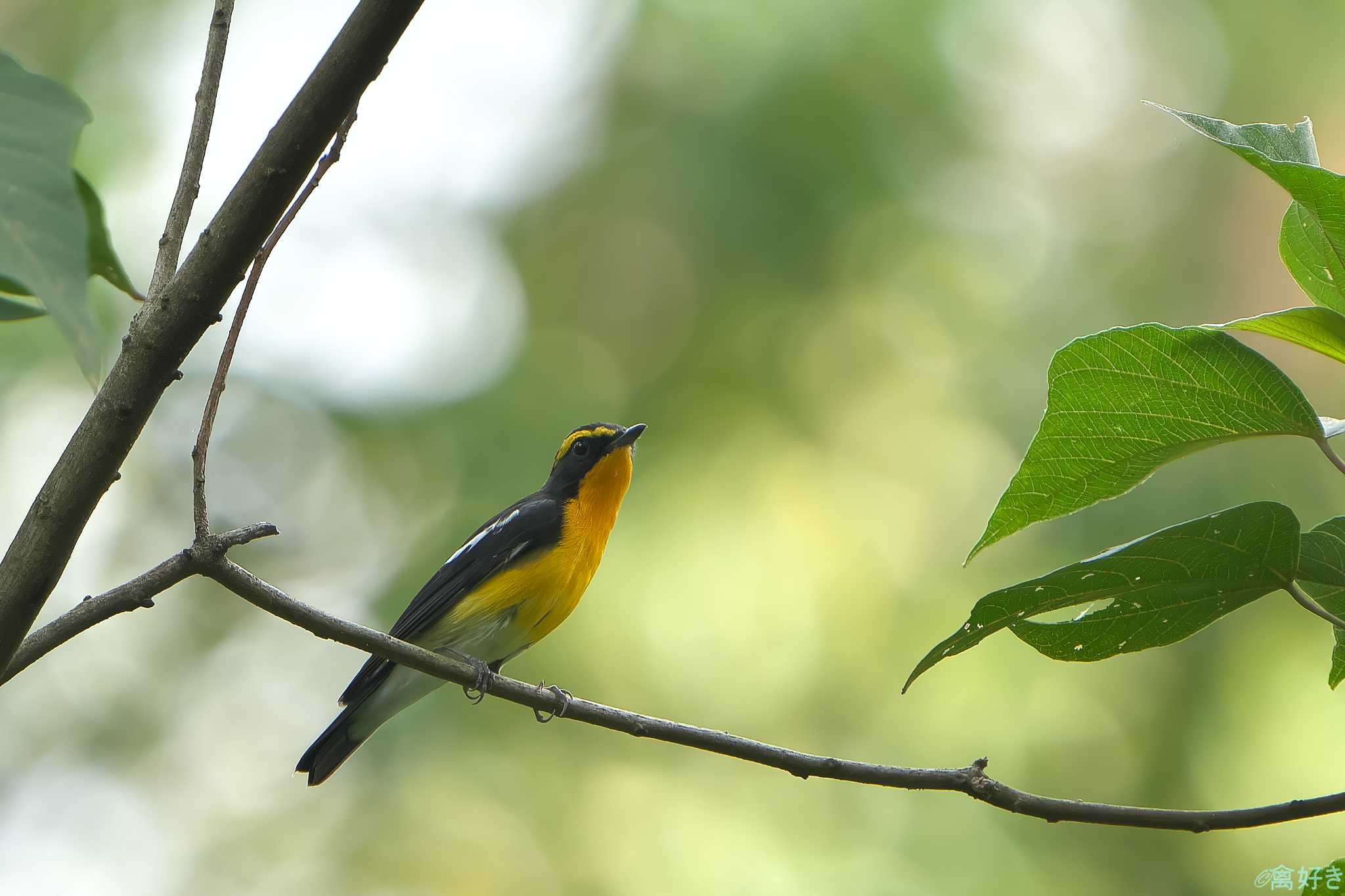 Photo of Narcissus Flycatcher at 明石市 by 禽好き