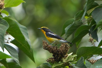 Narcissus Flycatcher 明石市 Sat, 9/2/2023