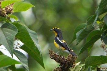 Narcissus Flycatcher 明石市 Sat, 9/2/2023