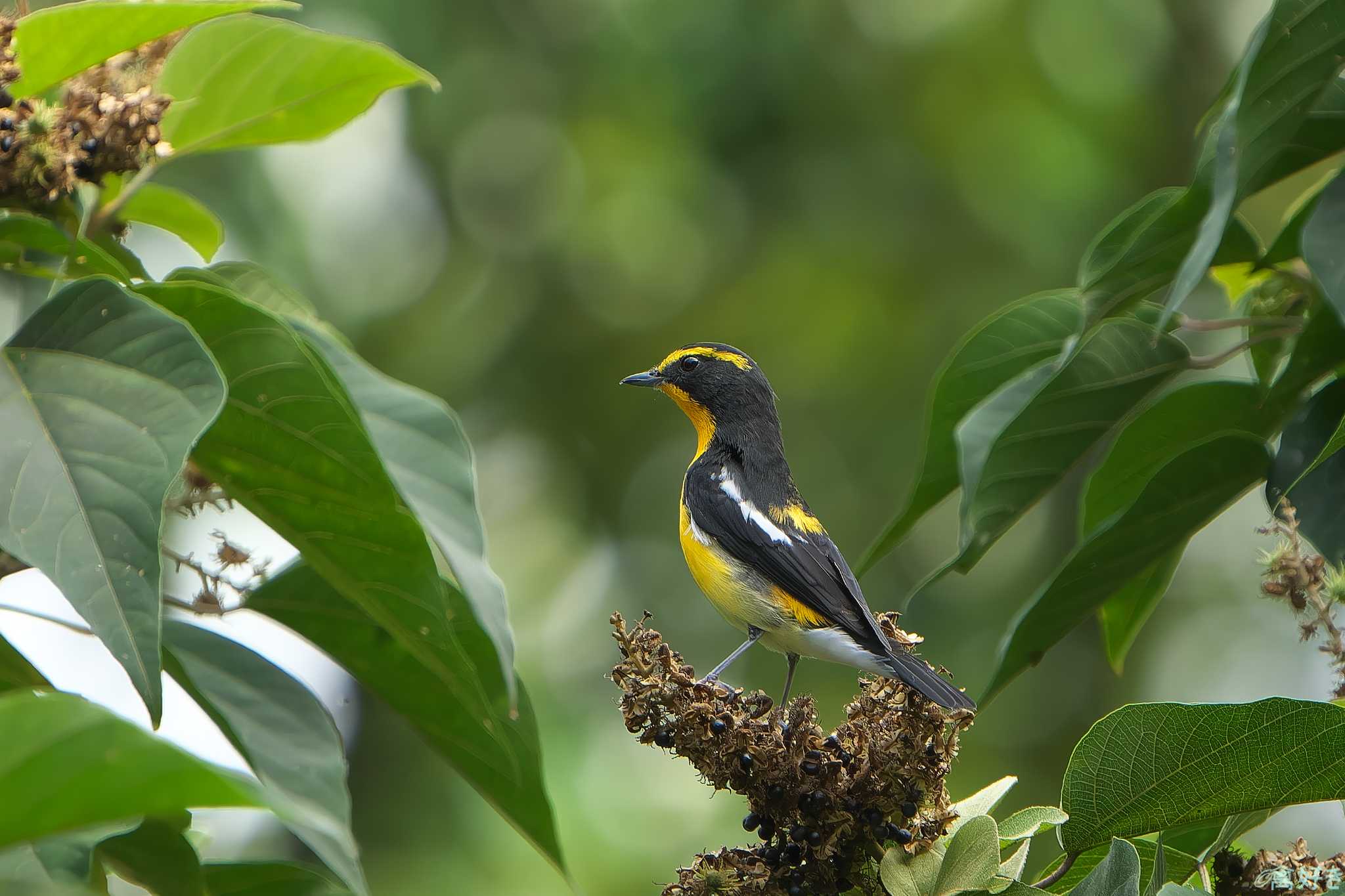 Photo of Narcissus Flycatcher at 明石市 by 禽好き