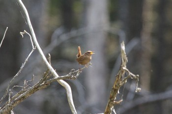 ミソサザイ 春国岱原生野鳥公園(根室) 2018年6月3日(日)