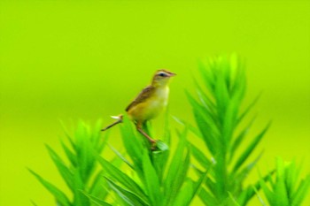 2023年8月28日(月) 平塚田んぼの野鳥観察記録