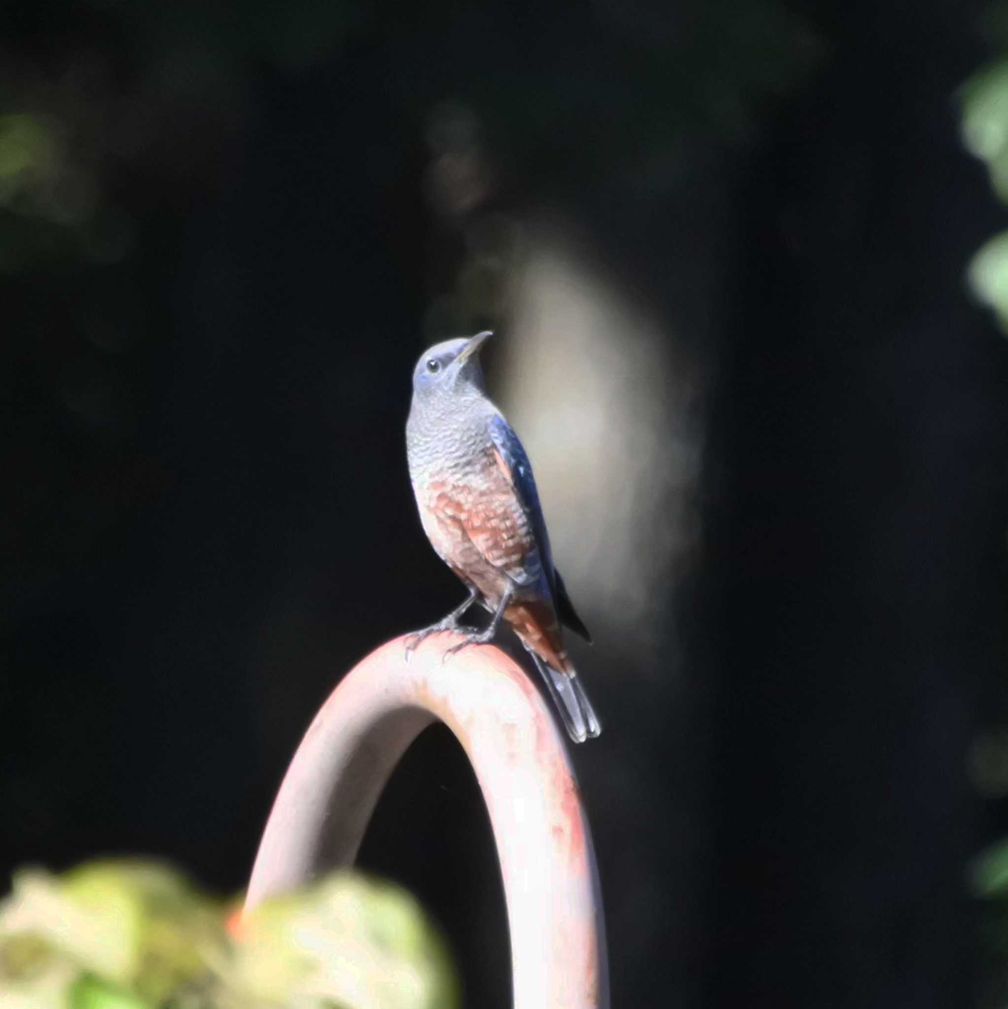 Photo of Blue Rock Thrush at 三重県 by ひないつ☃️ⓨⓤⓚⓘ達磨改