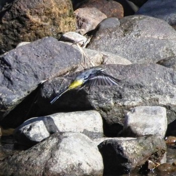 Grey Wagtail 三重県 Sun, 9/3/2023