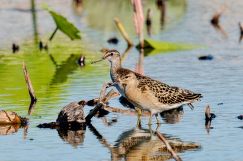 2023年9月2日(土) 稲敷市の野鳥観察記録