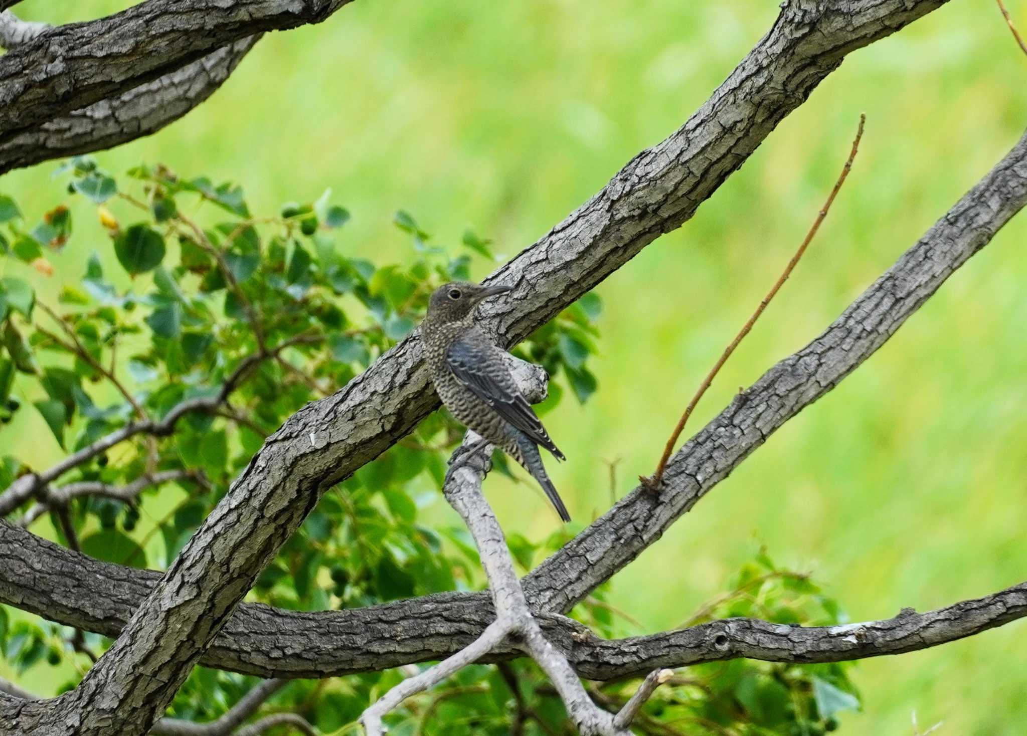 Blue Rock Thrush