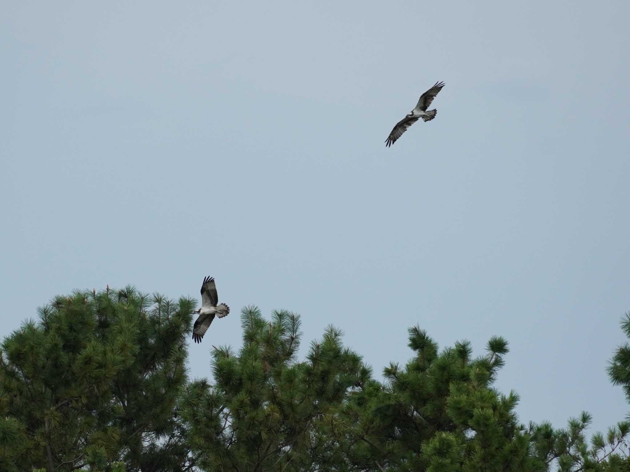 Osprey