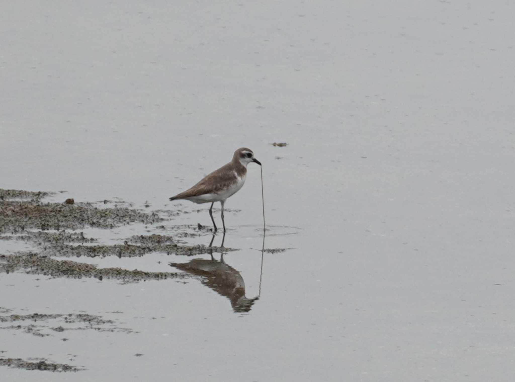 Siberian Sand Plover