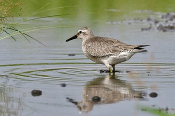 Red Knot 福岡市 Sun, 9/3/2023