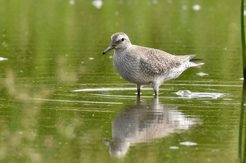 Red Knot 福岡市 Sun, 9/3/2023