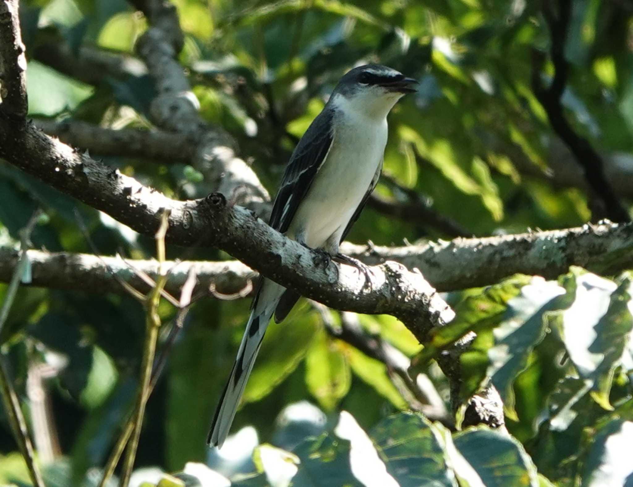 Photo of Ashy Minivet at 庭田山頂公園 by 里川