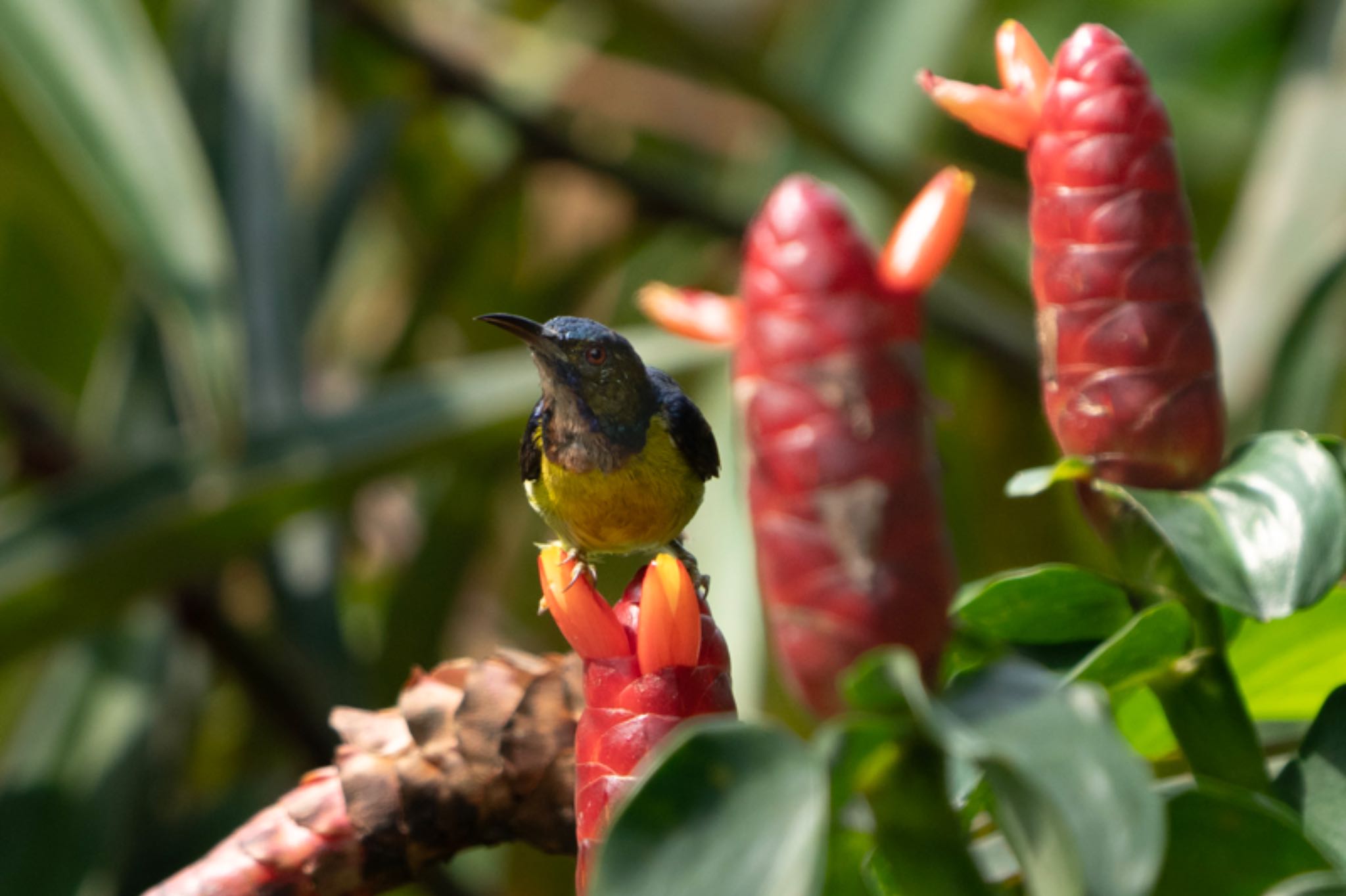 Photo of Brown-throated Sunbird at Singapore Botanic Gardens by T K