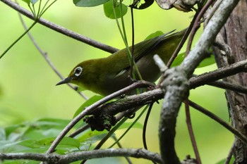 2023年9月2日(土) 早戸川林道の野鳥観察記録