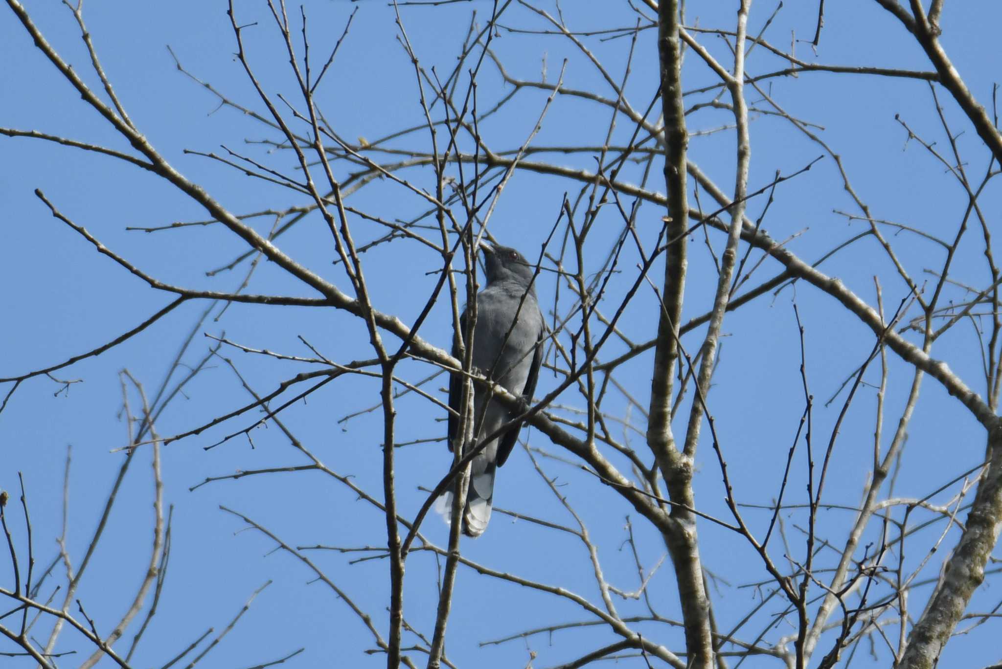 Black-winged Cuckooshrike