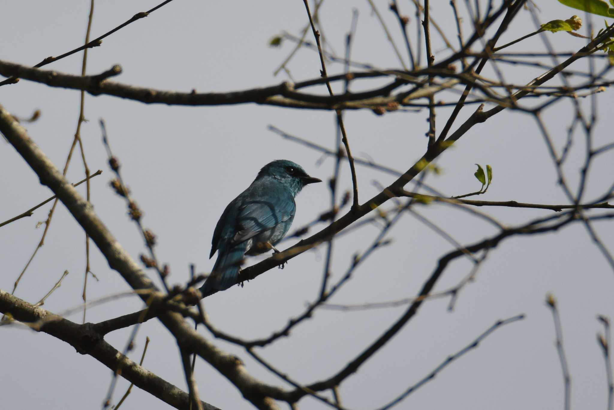 Verditer Flycatcher