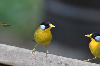 ゴシキソウシチョウ Doi Angkhang 2023年2月20日(月)