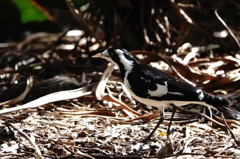 Magpie-lark ケアンズ Mon, 8/7/2023