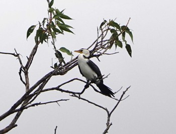 Little Pied Cormorant ケアンズ Thu, 8/10/2023