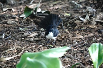 Willie Wagtail ケアンズ Mon, 8/7/2023