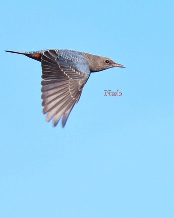 Blue Rock Thrush Unknown Spots Unknown Date