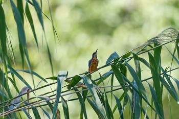 2023年9月3日(日) 千里南公園の野鳥観察記録