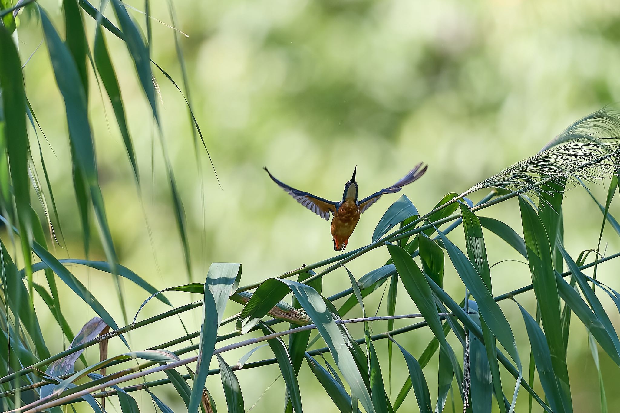 Photo of Common Kingfisher at 千里南公園 by 明石のおやじ