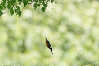 カワセミ 千里南公園 2023年9月3日(日)