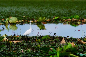 チュウサギ 場所が不明 2018年9月1日(土)