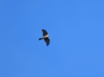 Japanese Sparrowhawk 武山(神奈川県横須賀市) Sun, 9/3/2023