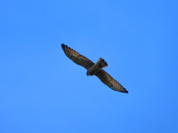 Grey-faced Buzzard 武山(神奈川県横須賀市) Sun, 9/3/2023