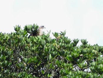 Grey-faced Buzzard 武山(神奈川県横須賀市) Sun, 9/3/2023