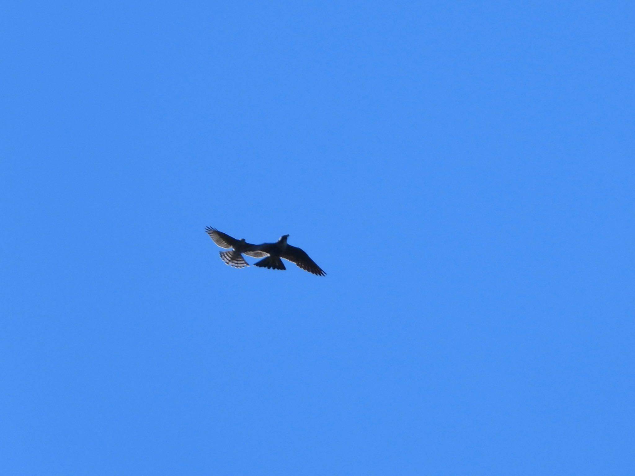 Japanese Sparrowhawk