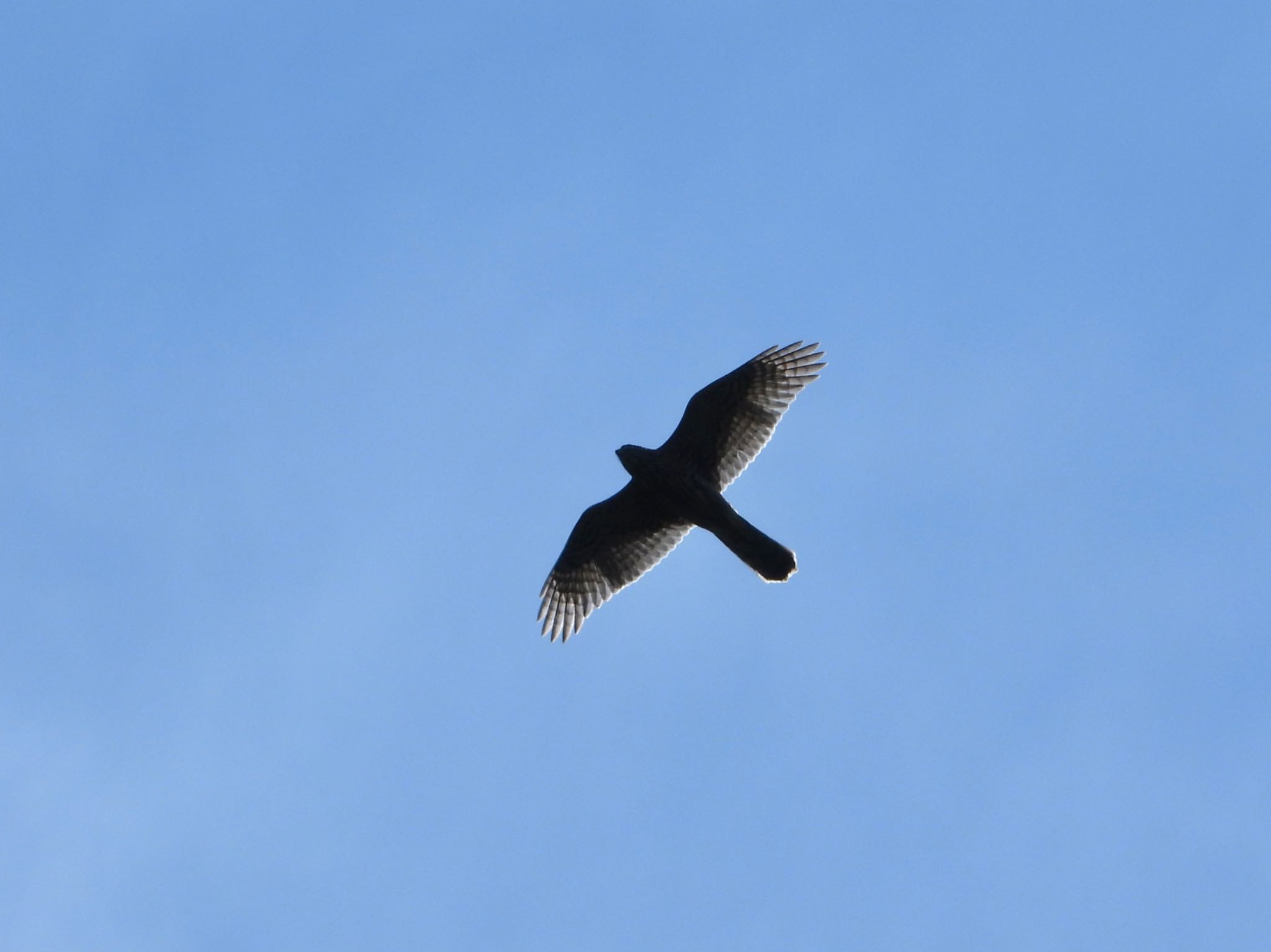 Eurasian Goshawk