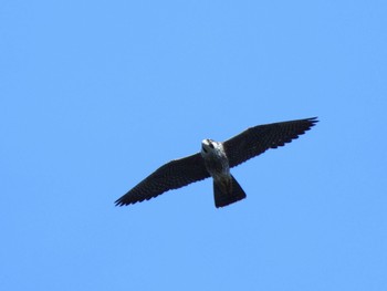 Peregrine Falcon 武山(神奈川県横須賀市) Sun, 9/3/2023