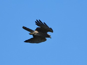 Grey-faced Buzzard 武山(神奈川県横須賀市) Sun, 9/3/2023