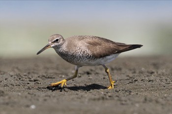 キアシシギ ふなばし三番瀬海浜公園 2023年9月2日(土)