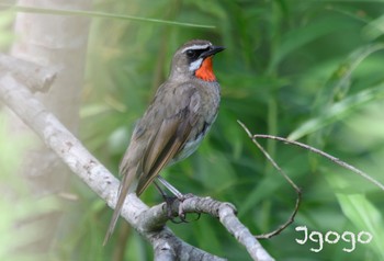 Siberian Rubythroat 茨戸川緑地 Wed, 8/9/2023