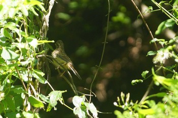 ホオジロ 陣馬山 2018年8月27日(月)