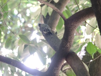 Japanese Pygmy Woodpecker Osaka castle park Sun, 9/3/2023