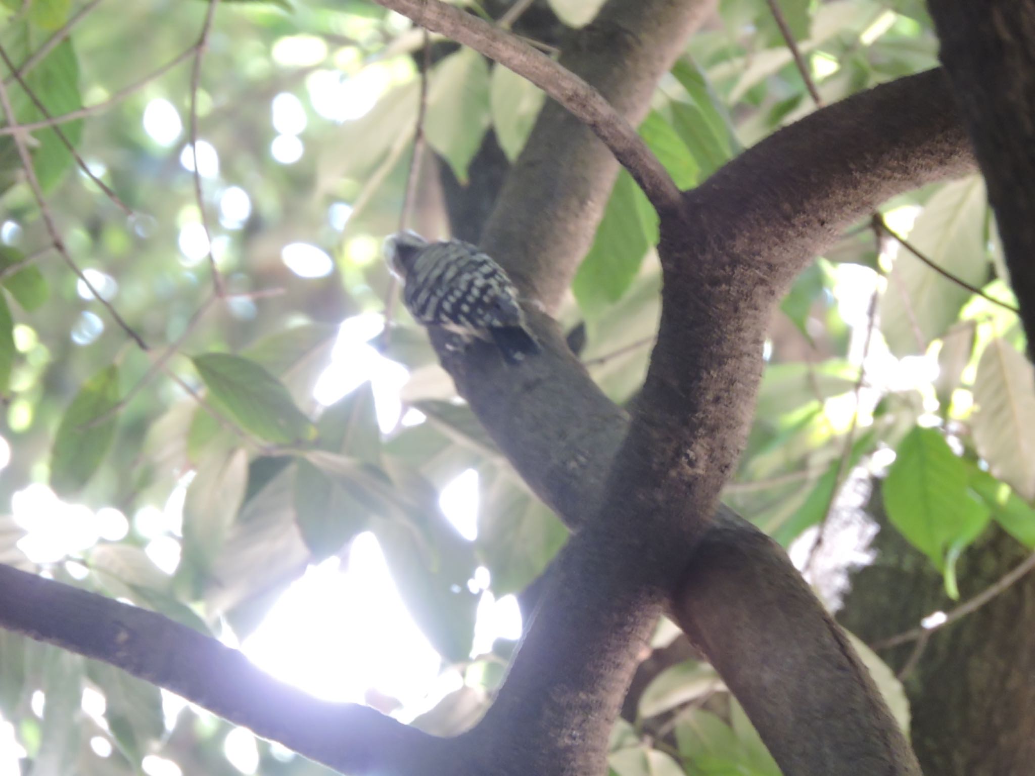 Japanese Pygmy Woodpecker