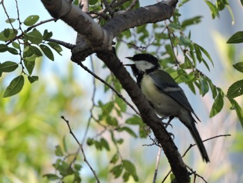 Japanese Tit Osaka castle park Sun, 9/3/2023