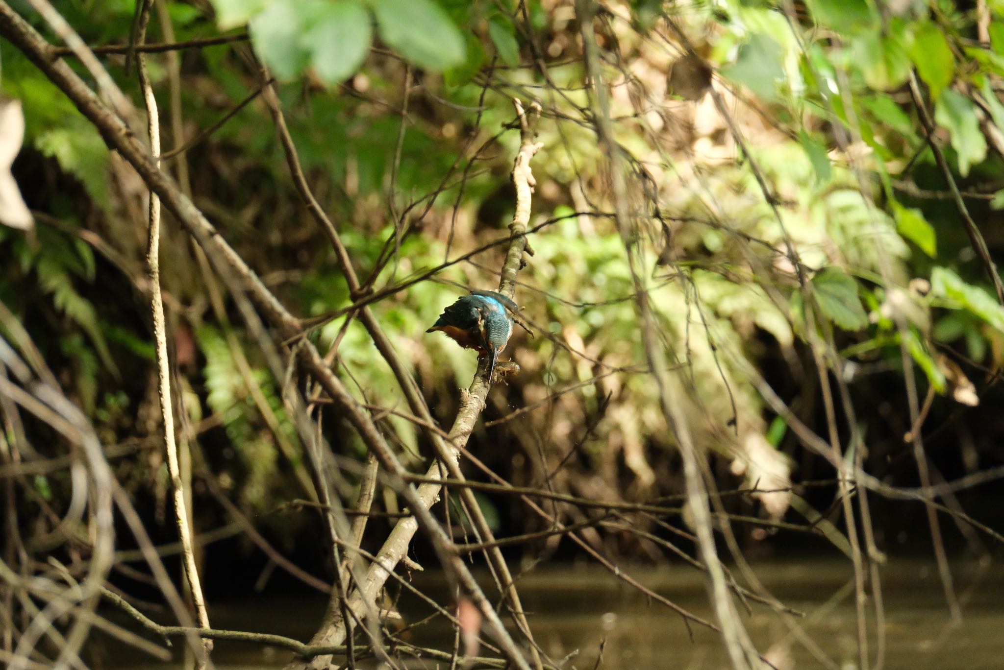 Common Kingfisher